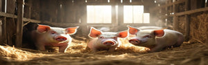 Pig Husbandry
