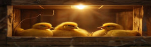 Poultry Brooding