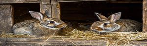 Rabbit Feeding & Watering