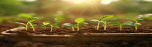 Seed Starting