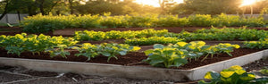 Weed Control