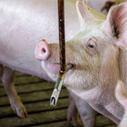 Thicken Stainless Steel Pig Nipple Drinker